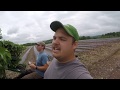 OVER 80,000 PEPPERS PLANTED!!!