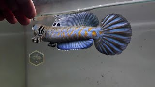 CHANNA BLUE PULCHRA GONDRONG. SPEK KONTES