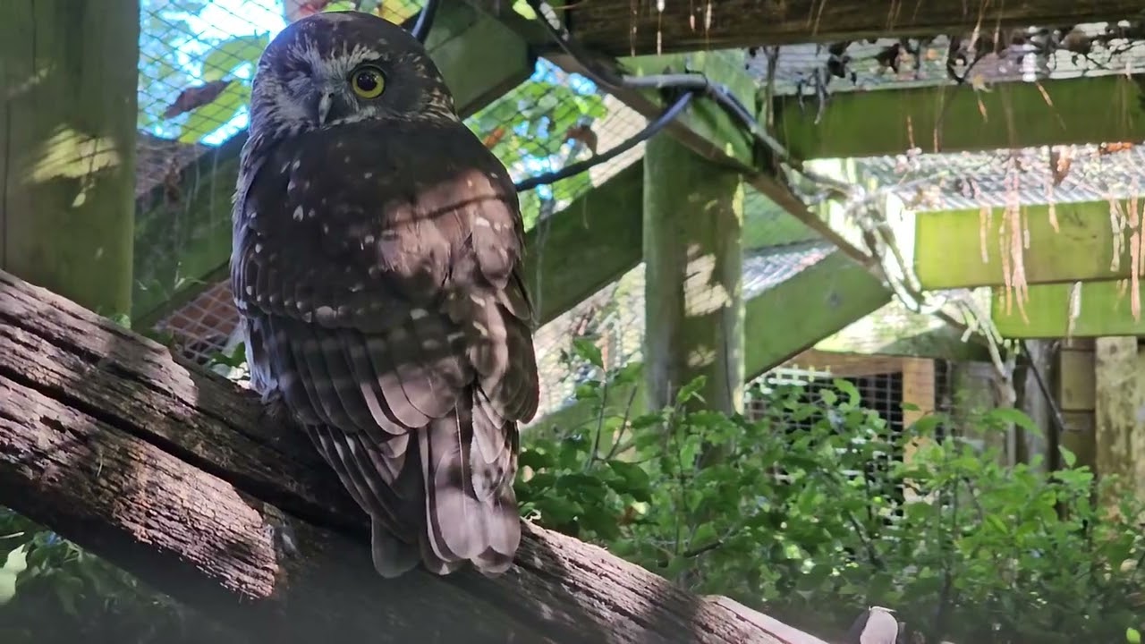 Rescued morepork owl | New Zealand Birds | Endemic | Zoo | Owl | Ruru | Morepork