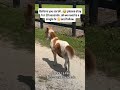 kindly donate through our donation link in bio to help #horse #america #goviral #usa #UnitedStates