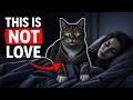 Why Cats Suddenly CLIMB On You 😳 (The Real Reason Will Shock You!)