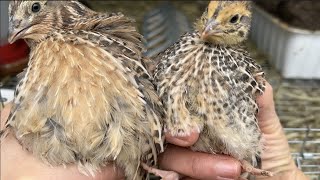 How to Feather Sex 3 or 4-Week-Old Coturnix Quail