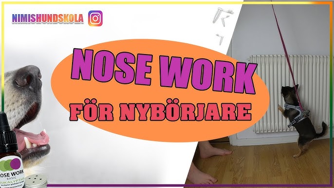 5 Nose Work for Dogs That You Must Know Right Away! – GoMine