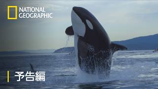 シャチ物語～心優しき海の王者 – 予告編 | ナショジオ