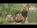 Majestic Lions Watching A  Buffalo Herd
