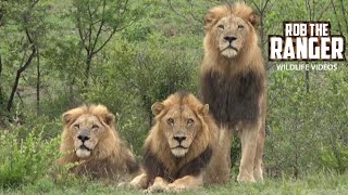 Mesmerizing Lions Observing A Herd Of Buffalos