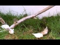Zebra Finches in HD (10min video)