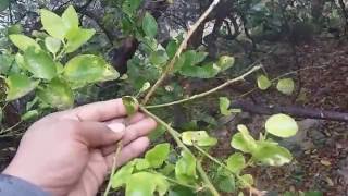 lemon plant care || citrus tree care tips