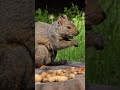Squirrel sips than switches to almonds #shorts #squirrel #cutesquirrels