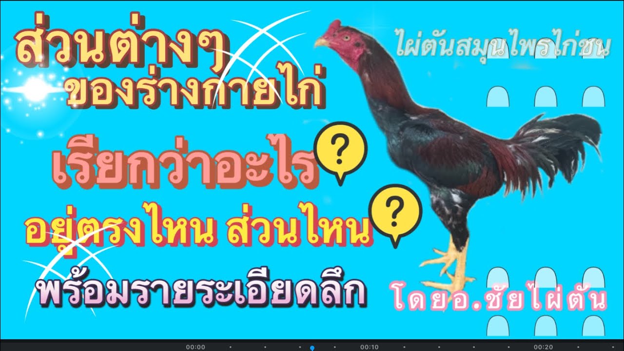 ส่วนต่างๆของร่างกายไก่ เรียกว่าอะไร อยู่ตรงไหน ส่วนไหน มีรายระเอียด