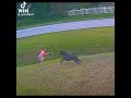 HEROIC DOG PROTECT HIS PLAYING BOY #animals #dog