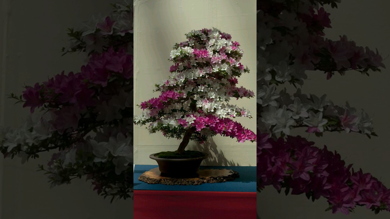 Satsuki Azalea: Amazing Natural Colors!