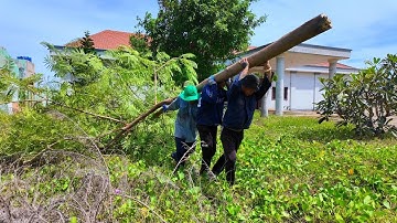 10 Years Buried Under a Giant Tree — The Hidden Path Finally Revealed