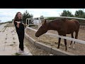 Конно-спортивный комплекс CENTAUR [2020] Запорожье/где покататься на лошадях в Запорожье