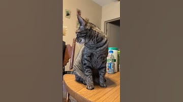 FUNNY CAT VIDEO JOEY THE CLAW OPENS UP ABOUT CATNIP ADDICTION #joeytheclaw #catnip @ITisandiamIT