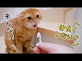 人間が嫌いな元野良猫に毎日おやつをあげ続けた結果…
