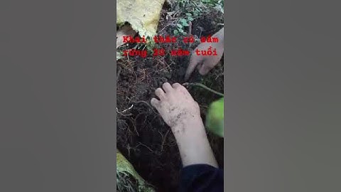 Video dân bản khai thác củ sâm rừng 20 năm tuổi #sâm_lai_châu_rừng #sâm_ngọc_linh_rừng #sâm_lai_châu