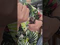 Cute Marmoset Marmoset Cute Marmoset Marmoset