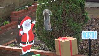 Santa Squirrel