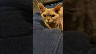 Can a cat offer advice to a dog?  #cat #catvideos #funny