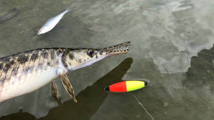 Gar Fishing with Lures! 