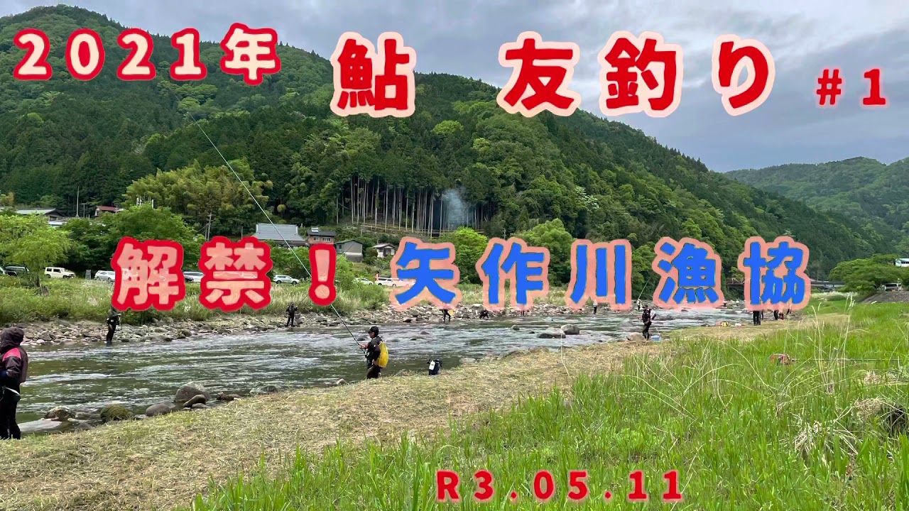 矢作川漁協 愛知県豊田市 鮎友釣り解禁 21年 小渡地区 5月11日 Youtube