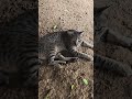 #cat #kitten #funny #cutecat #catvideos #catshorts #chiku #shortvideo #cute #kitty