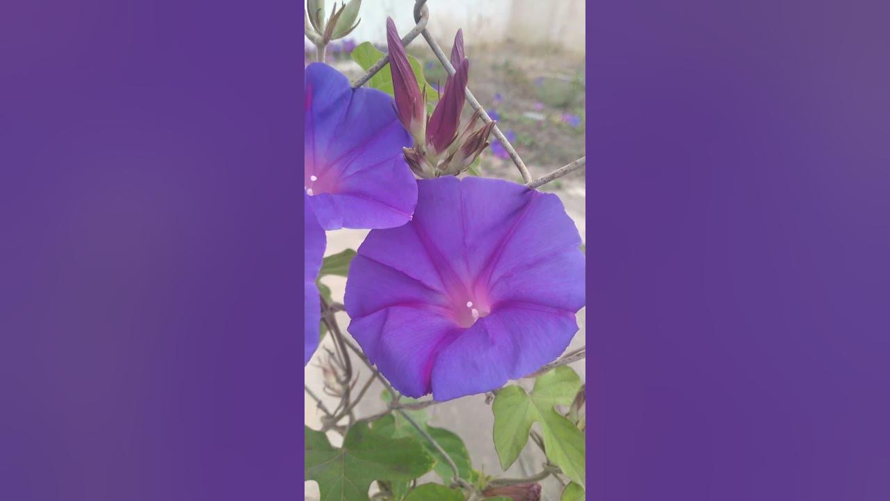 ipomea purpurea - YouTube