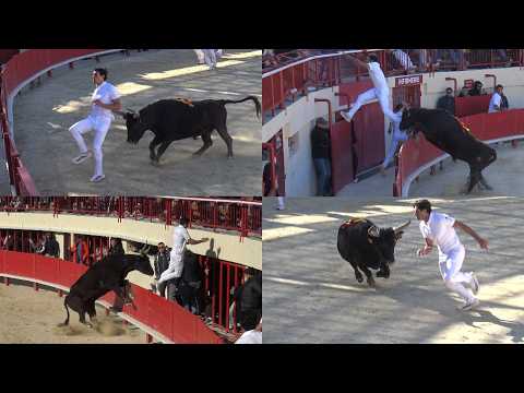 MAUGUIO-29/03/2026-Royale Rouquette-AS-Course Camarguaise