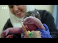 Born in Bethlehem: Giving birth in the occupied West Bank - BBC World Service Documentaries