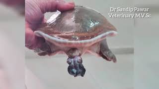 Serious problem in turtle,Penile prolapse in soft shell male turtle,