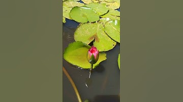 Thumbnail of Red Lily #love song#