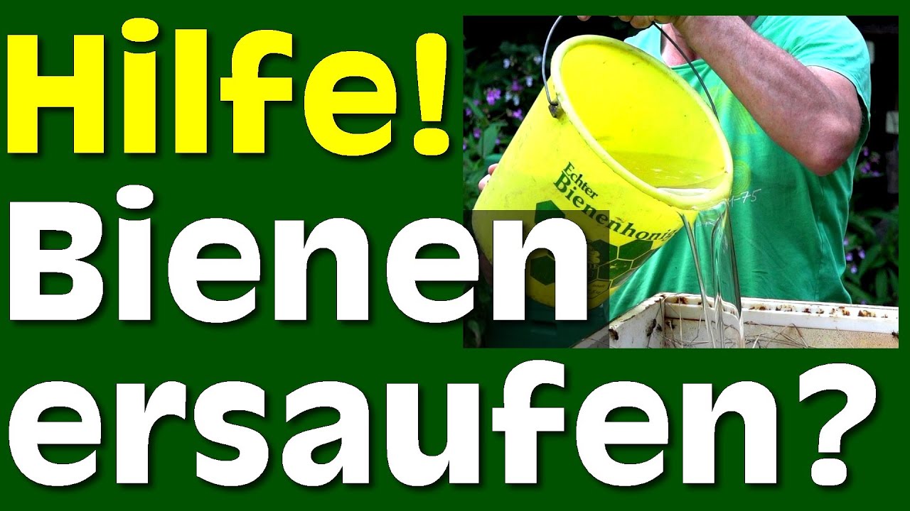 Bienenfutter: was nehmen und wieviel? Zucker, Ambrosia, Api Invert Futtersirup oder Futterteig