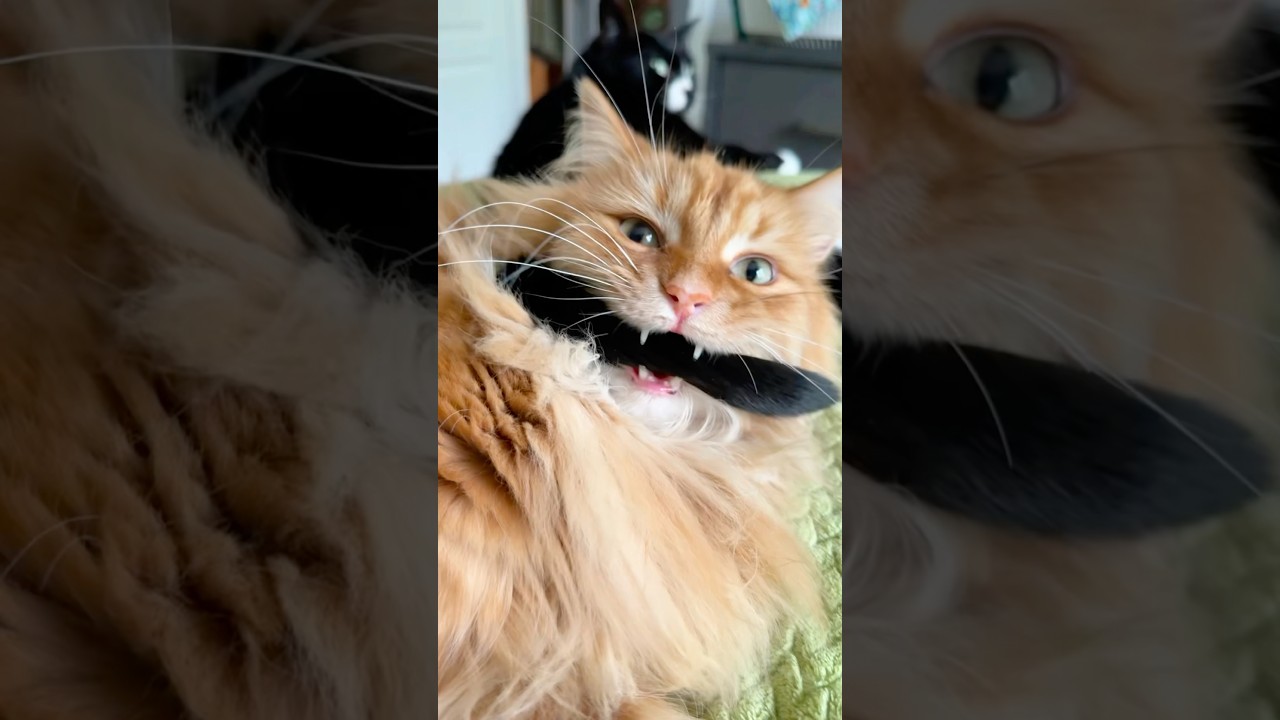 Instigation at its finest. 