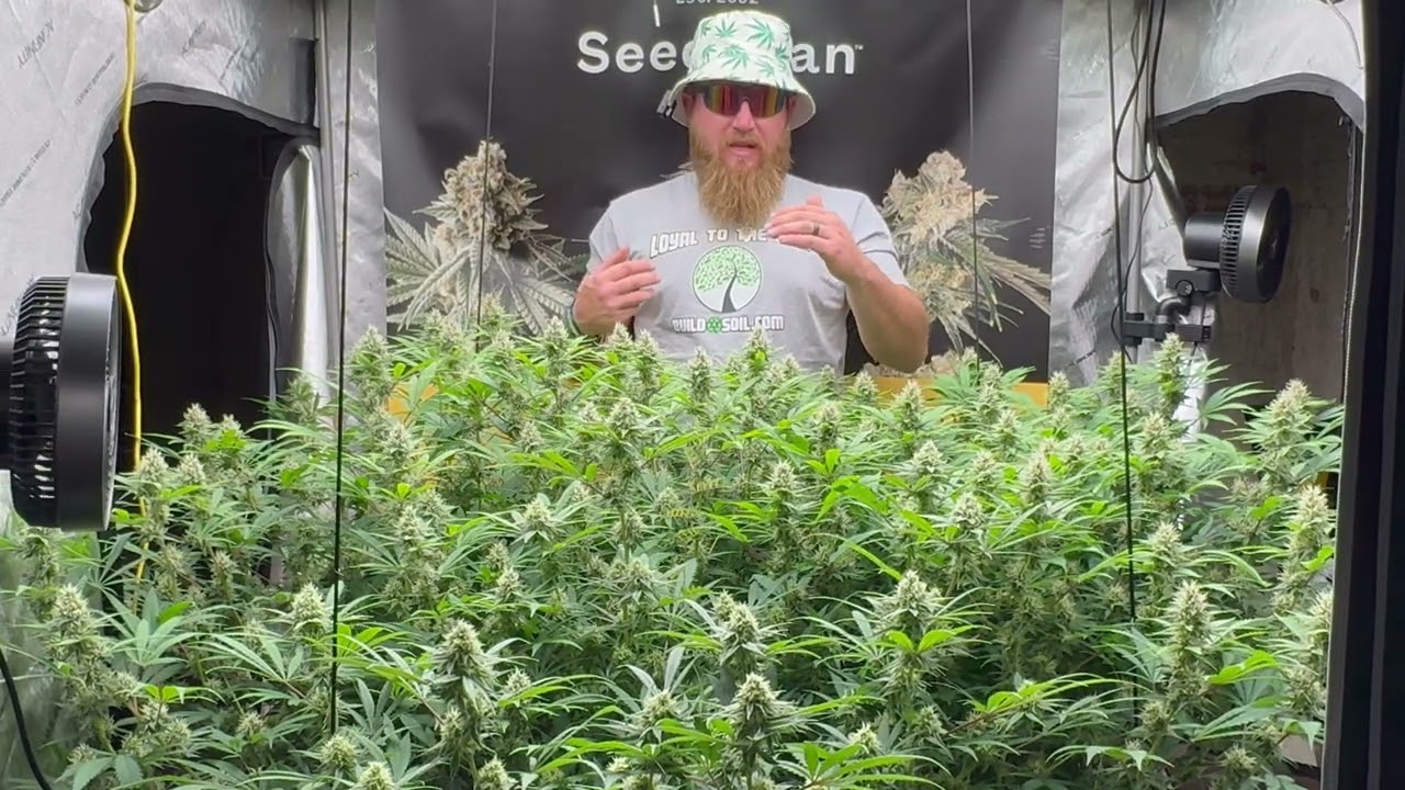 PEYOTE ZKITTLEZ EP 13 (Week 7 Flower