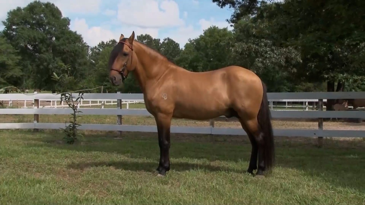 19 FEB   CAP 1   CABALLO CRIOLLO COLOMBIANO PASO FINO GOLDEN RANCH   TEXAS  EEUU