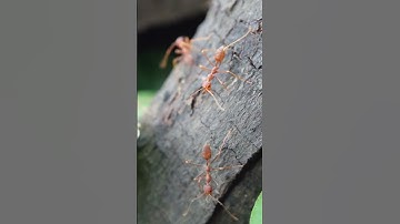 Weaver Ants: Nature