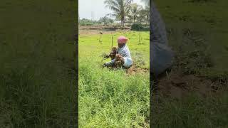 உள்நாட்டு விவசாயிகளை மட்டும் யாரும் கண்டுக்கறதே இல்லை 😔 #agriparadise #farming #agriculture #agri