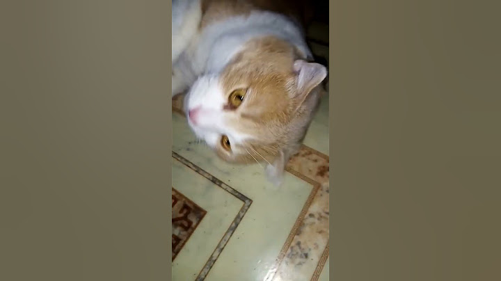 #respect #cat #persik #breakingnews