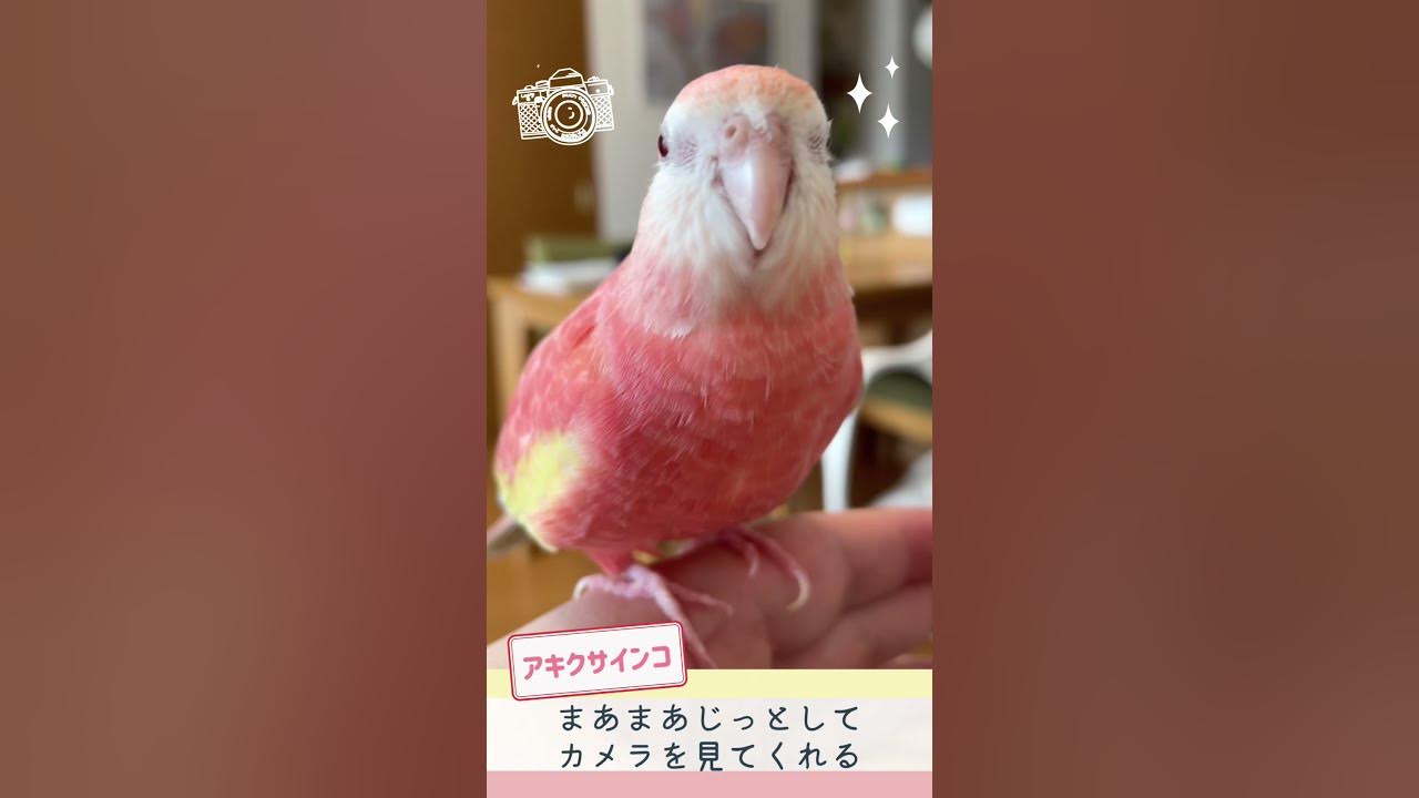 アキクサインコとセキセイインコのちがい カメラを前にすると Youtube
