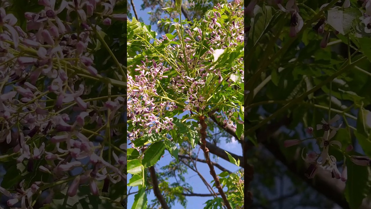 Cinamomo,santa barbara...(Melia azedarach)Como vcs conhecem? 