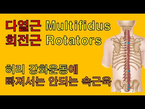 허리의 속근육 강화하기 : 안정화 근육 다열근(Multifidus)&회전근