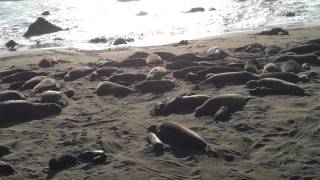 elephant seals, san simeon, ca, 20120201