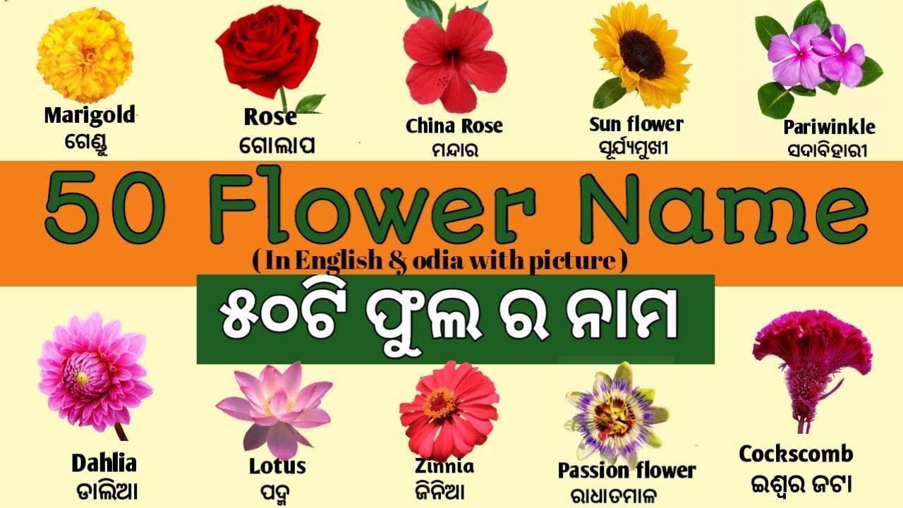 50 Flowers Name with Pictures in English to Odia | ଫୁଲର ନାମ ...