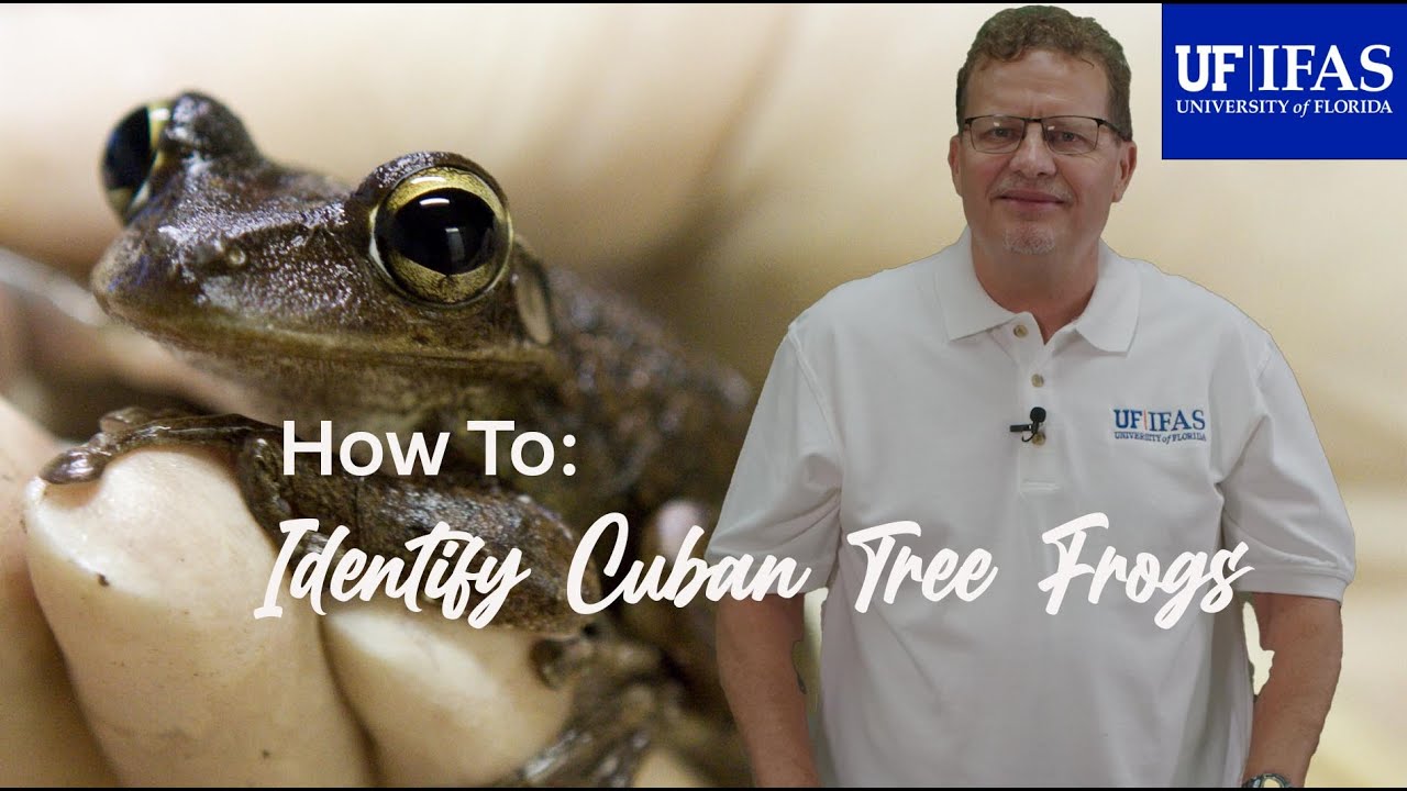 How To Identify Cuban Tree Frogs