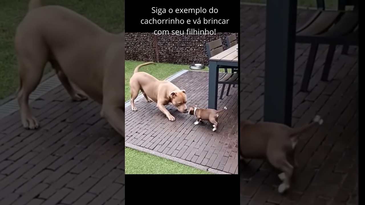 Cachorro brincando com seu filhote 🥰😍🤩Dog playing with her puppy