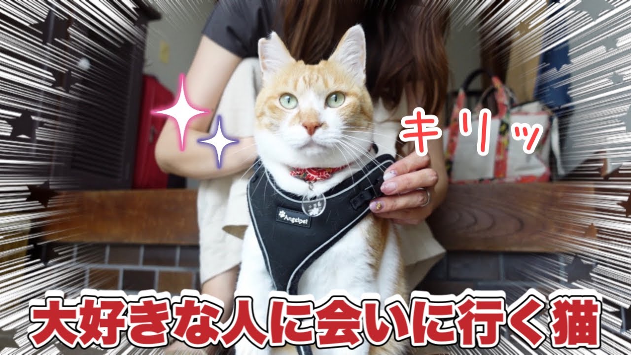 Cat Says 'Goodbye!' to Beloved Sister Before She Leaves - YouTube