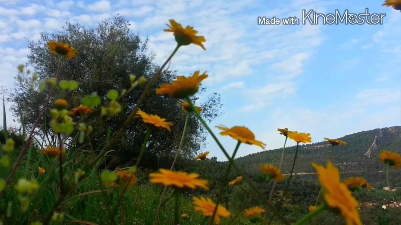 بوراوي بلهادف ...اولاد مسعودة الطبيعة الخلابة