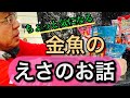 【金魚飼育】金魚に与える餌の量を今一度考えて直してみたら、やっぱりやり過ぎていた‥