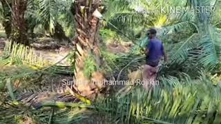 Download lagu viral , gaji pekerja sawit blom keluar malah pekerja ini marah' di pokok sawit